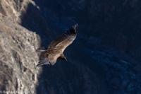 © Copyright - Raphael Kessler 2014 - Peru - Colca Canyon - Female Condor 4