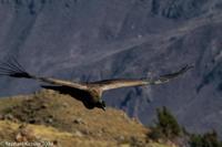© Copyright - Raphael Kessler 2014 - Peru - Colca Canyon - Female Condor 5