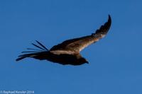 © Copyright - Raphael Kessler 2014 - Peru - Colca Canyon - Female Condor 6