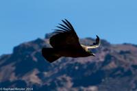 © Copyright - Raphael Kessler 2014 - Peru - Colca Canyon - Female Condor 7
