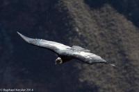 © Copyright - Raphael Kessler 2014 - Peru - Colca Canyon - Male Condor 3