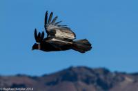 © Copyright - Raphael Kessler 2014 - Peru - Colca Canyon - Male Condor 4