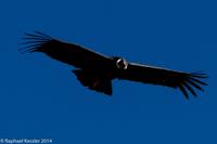 © Copyright - Raphael Kessler 2014 - Peru - Colca Canyon - Male Condor 5
