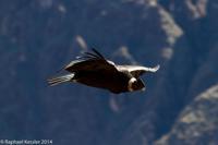 © Copyright - Raphael Kessler 2014 - Peru - Colca Canyon - Male Condor 6