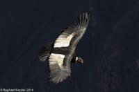 © Copyright - Raphael Kessler 2014 - Peru - Colca Canyon - Male Condor 7