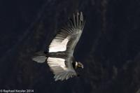 © Copyright - Raphael Kessler 2014 - Peru - Colca Canyon - Male Condor 8
