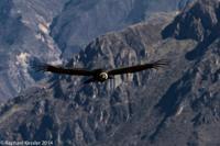 © Copyright - Raphael Kessler 2014 - Peru - Colca Canyon - Male Condor 9