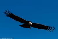 © Copyright - Raphael Kessler 2014 - Peru - Colca Canyon - Male Condor 10