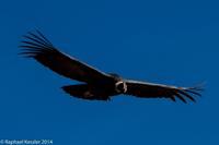 © Copyright - Raphael Kessler 2014 - Peru - Colca Canyon - Male Condor 11