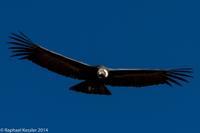 © Copyright - Raphael Kessler 2014 - Peru - Colca Canyon - Male Condor 12