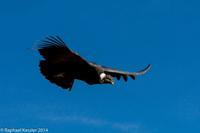 © Copyright - Raphael Kessler 2014 - Peru - Colca Canyon - Male Condor 13