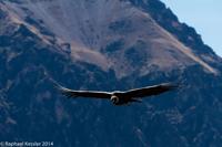 © Copyright - Raphael Kessler 2014 - Peru - Colca Canyon - Male Condor 14