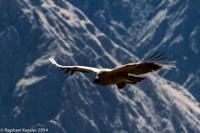 © Copyright - Raphael Kessler 2014 - Peru - Colca Canyon - Female Condor 8