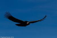 © Copyright - Raphael Kessler 2014 - Peru - Colca Canyon - Male Condor 15