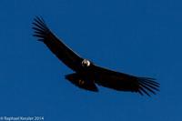 © Copyright - Raphael Kessler 2014 - Peru - Colca Canyon - Male Condor 16