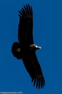 © Copyright - Raphael Kessler 2014 - Peru - Colca Canyon - Male Condor 17