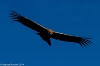 © Copyright - Raphael Kessler 2014 - Peru - Colca Canyon - Female Condor 9