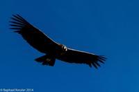 © Copyright - Raphael Kessler 2014 - Peru - Colca Canyon - Male Condor 1