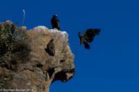 © Copyright - Raphael Kessler 2014 - Peru - Colca Canyon - Condor Group 1
