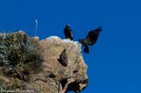 © Copyright - Raphael Kessler 2014 - Peru - Colca Canyon - Condor Group 2
