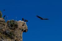 © Copyright - Raphael Kessler 2014 - Peru - Colca Canyon - Condor Group 3