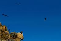 © Copyright - Raphael Kessler 2014 - Peru - Colca Canyon - Condor Group 4