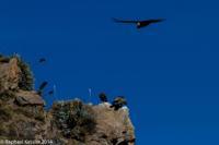 © Copyright - Raphael Kessler 2014 - Peru - Colca Canyon - Condor Group 5