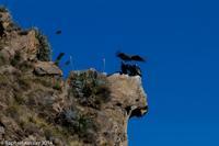 © Copyright - Raphael Kessler 2014 - Peru - Colca Canyon - Condor Group 6