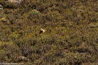© Copyright - Raphael Kessler 2014 - Peru - Colca Canyon fox