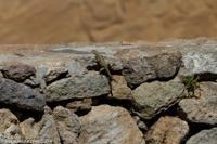 © Copyright - Raphael Kessler 2014 - Peru - Colca Canyon lizard
