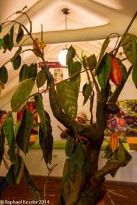 © Copyright - Raphael Kessler 2014 - Peru - Cusco - Choco Museum - Fake Cacao tree