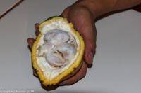 © Copyright - Raphael Kessler 2014 - Peru - Cusco - Choco Museum - The seeds and flesh