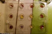 © Copyright - Raphael Kessler 2014 - Peru - Cusco - Choco Museum - my chocs prepared