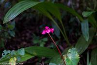© Copyright - Raphael Kessler 2014 - Peru - Machu Picchu - Flowers