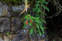 © Copyright - Raphael Kessler 2014 - Peru - Machu Picchu - Flowers