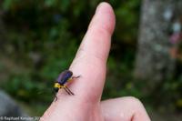 © Copyright - Raphael Kessler 2014 - Peru - Machu Picchu - Hummingbird