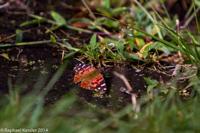 © Copyright - Raphael Kessler 2014 - Peru - Machu Picchu - Butterfly