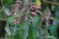 © Copyright - Raphael Kessler 2014 - Peru - Machu Picchu - Beetle