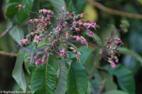 © Copyright - Raphael Kessler 2014 - Peru - Machu Picchu - Hummingbird