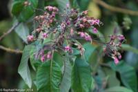 © Copyright - Raphael Kessler 2014 - Peru - Machu Picchu - Hummingbird