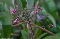 © Copyright - Raphael Kessler 2014 - Peru - Machu Picchu - Hummingbird