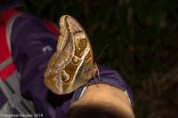 © Copyright - Raphael Kessler 2014 - Peru - Machu Picchu - Butterfly