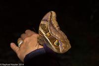 © Copyright - Raphael Kessler 2014 - Peru - Machu Picchu - Butterfly