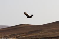 © Copyright - Raphael Kessler 2014 - Peru - Paracas - Turkey Vulture