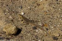© Copyright - Raphael Kessler 2014 - Peru - Paracas - Lizard