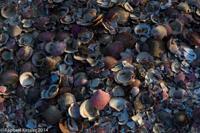 © Copyright - Raphael Kessler 2014 - Peru - Paracas - scallop shells
