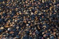 © Copyright - Raphael Kessler 2014 - Peru - Paracas - scallop shell floor