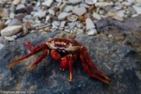 © Copyright - Raphael Kessler 2014 - Peru - Paracas - Crab