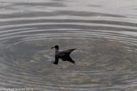 © Copyright - Raphael Kessler 2014 - Peru - Paracas - bird 1