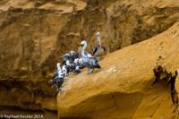 © Copyright - Raphael Kessler 2014 - Peru - Paracas - Pelicans and boobies
